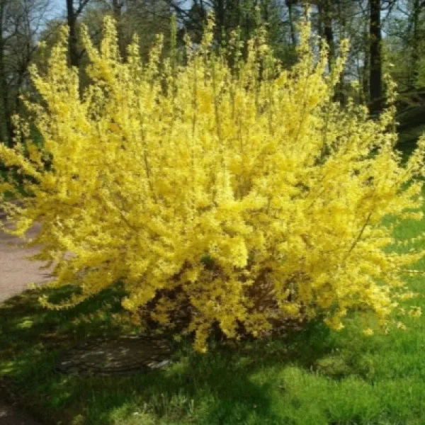 Форзиция промежуточная (Forsythia intermedia) "Tetragold"