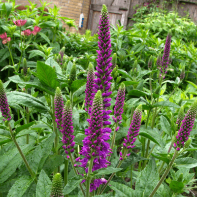 Вероника колосистая (Verónica spicáta) «First Match»