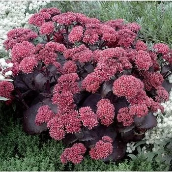 Очиток видный (Sedum spectabile) «Black Beauty»