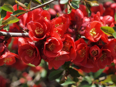 Айва великолепная 'Nicoline'