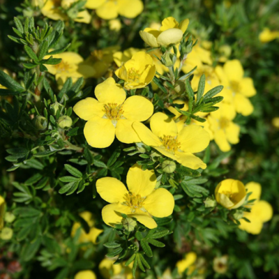 Лапчатка кустарниковая «Goldteppich»