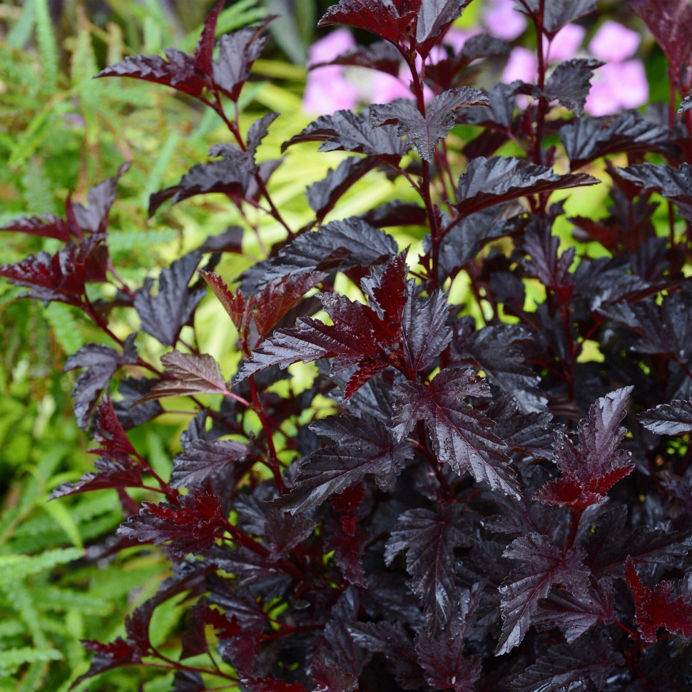 Пузыреплодник обыкновенный калинолистный (Physocarpus opulifolius) "All Black"