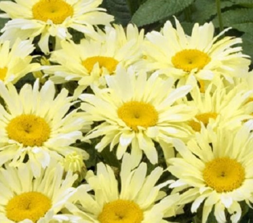Нивяник великолепный (Leucanthemum superbum) "Broadway Lights"