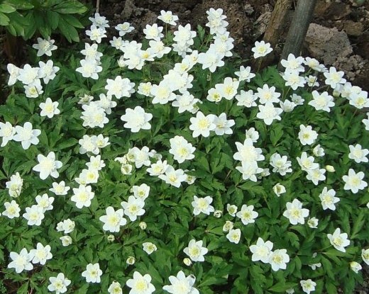 Анемона дубравная