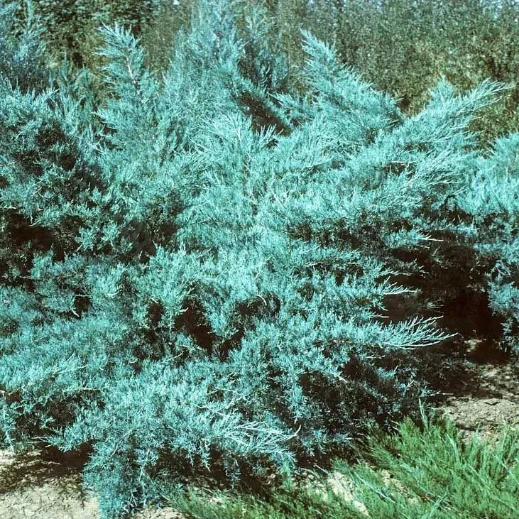 Можжевельник китайский (Juniperus chinensis)  'Blue Alps'