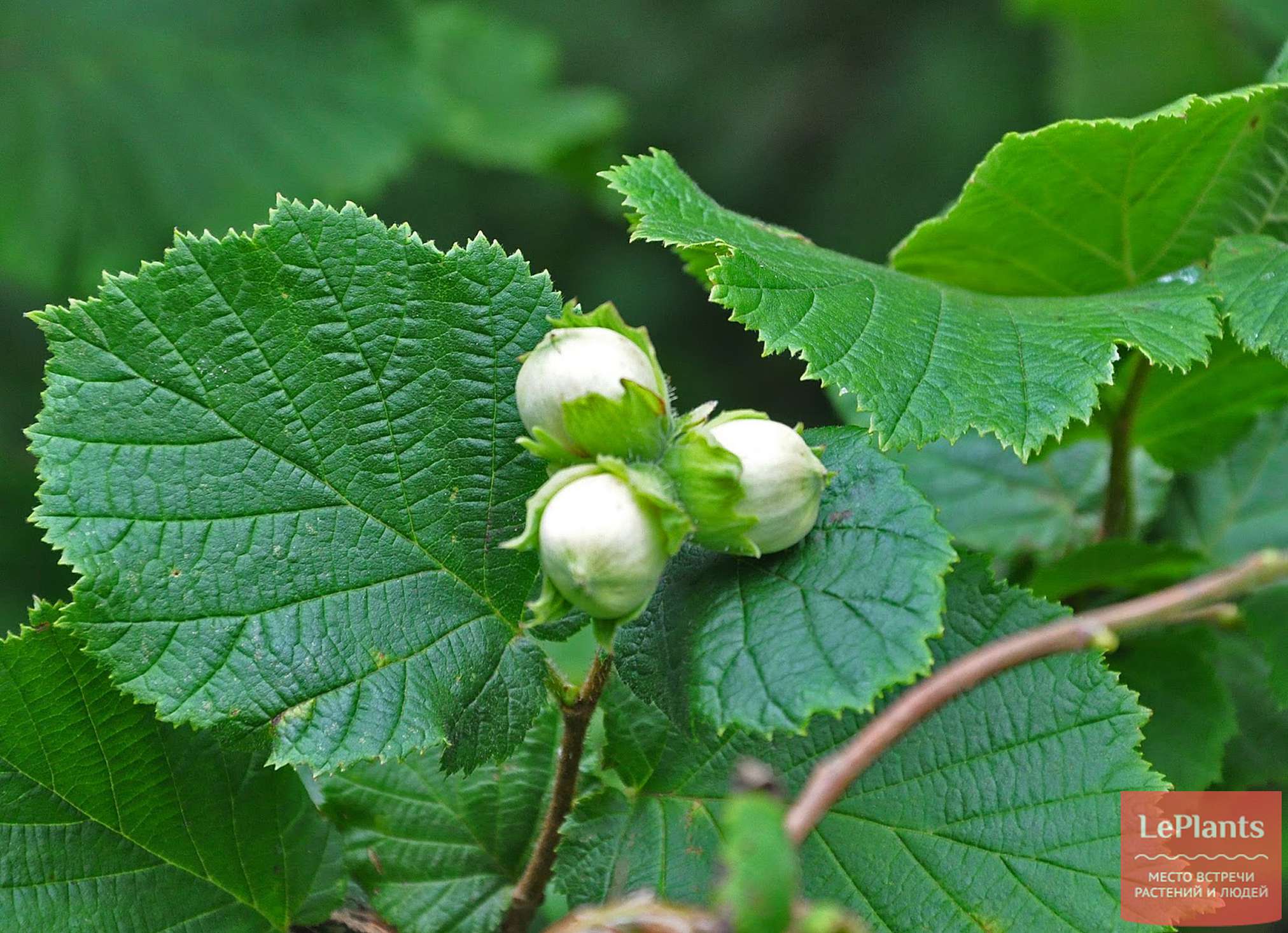 Лещина обыкновенная (Corylus avellana)