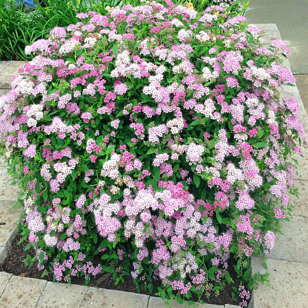 Спирея японская (Spiraea japonica)   "Little Princess"