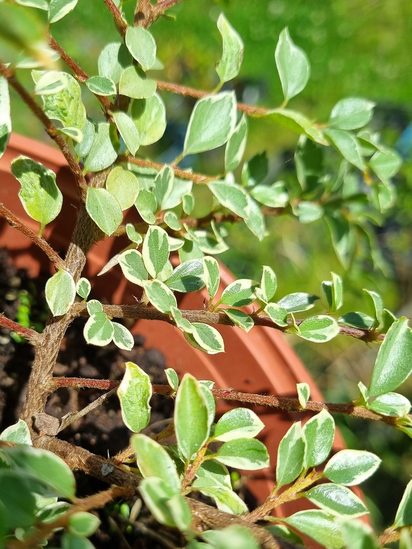 Кизильник горизонтальный "Variegatus"                                      (Cotoneaster horizontalis)