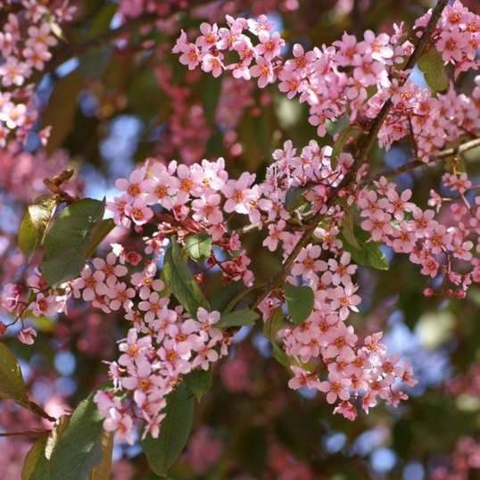 Черёмуха обыкновенная (Prunus padus) «Румяные щёчки»