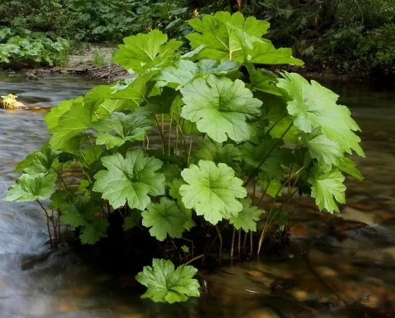 Дармера щитовидная (Darmera рeltata)