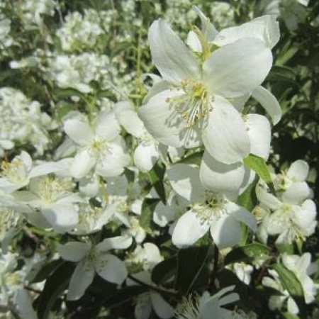 Чубушник (Philadelphus) "Мельница"
