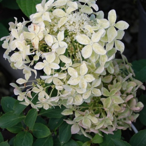 Гортензия метельчатая (Hydrangea paniculata) «Dentelle de Gorron»