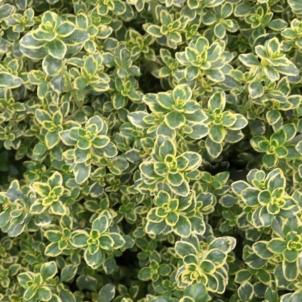 Тимьян лимоннопахнущий "Variegated" 
