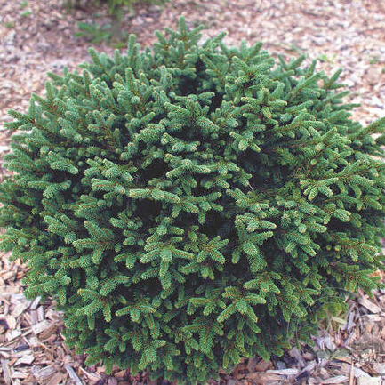 Ель обыкновенная (Picea abies) “Pumila Glauca”
