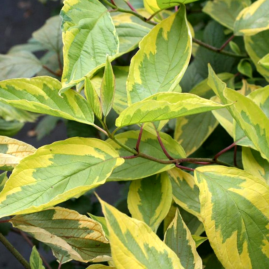 Дерен белый               (Cornus alba)  "Spaethii"