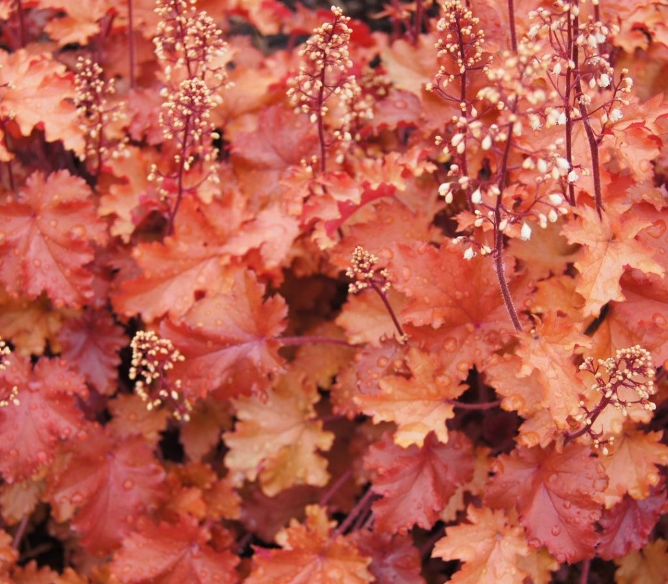 Гейхера (Heuchera) «Peach Crisp»