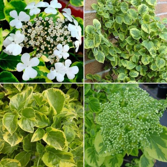 Гортензия черешковая "Miranda"