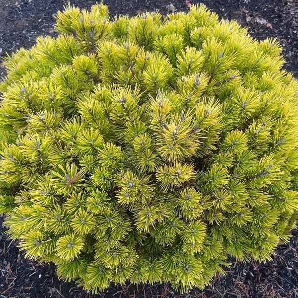 Сосна горная (Pinus mugo) “Winter Gold”