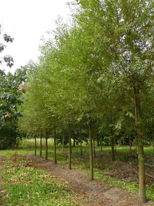 Ива белая  (Salix alba) «Чермезина»