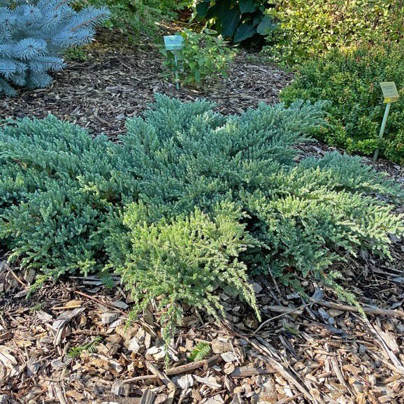 Можжевельник чешуйчатый (Juniperus squamata) 'Little Joanna'