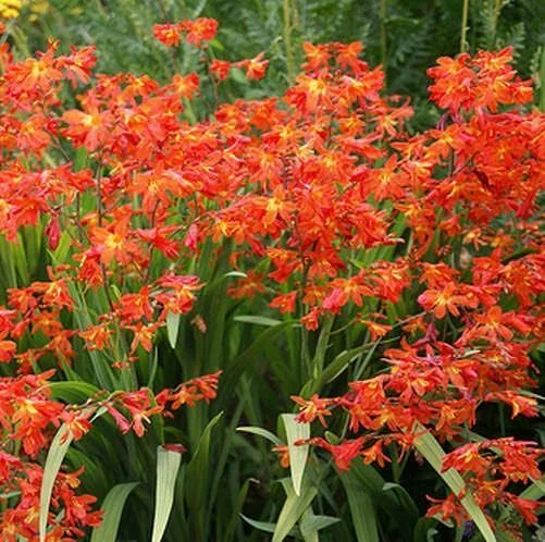 Монтбреция (Крокосмия)        (Crocosmia)