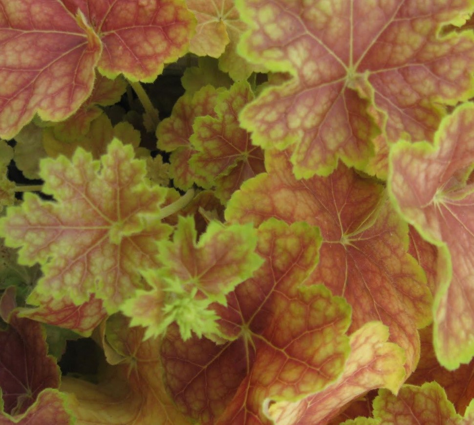 Гейхера (Heuchera) «Tiramisu»