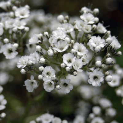 Гипсофила метельчатая (Gypsophila) «Festival White»