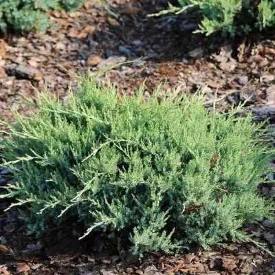 Можжевельник горизонтальный (Juniperus horizontalis)“Agnieszka”