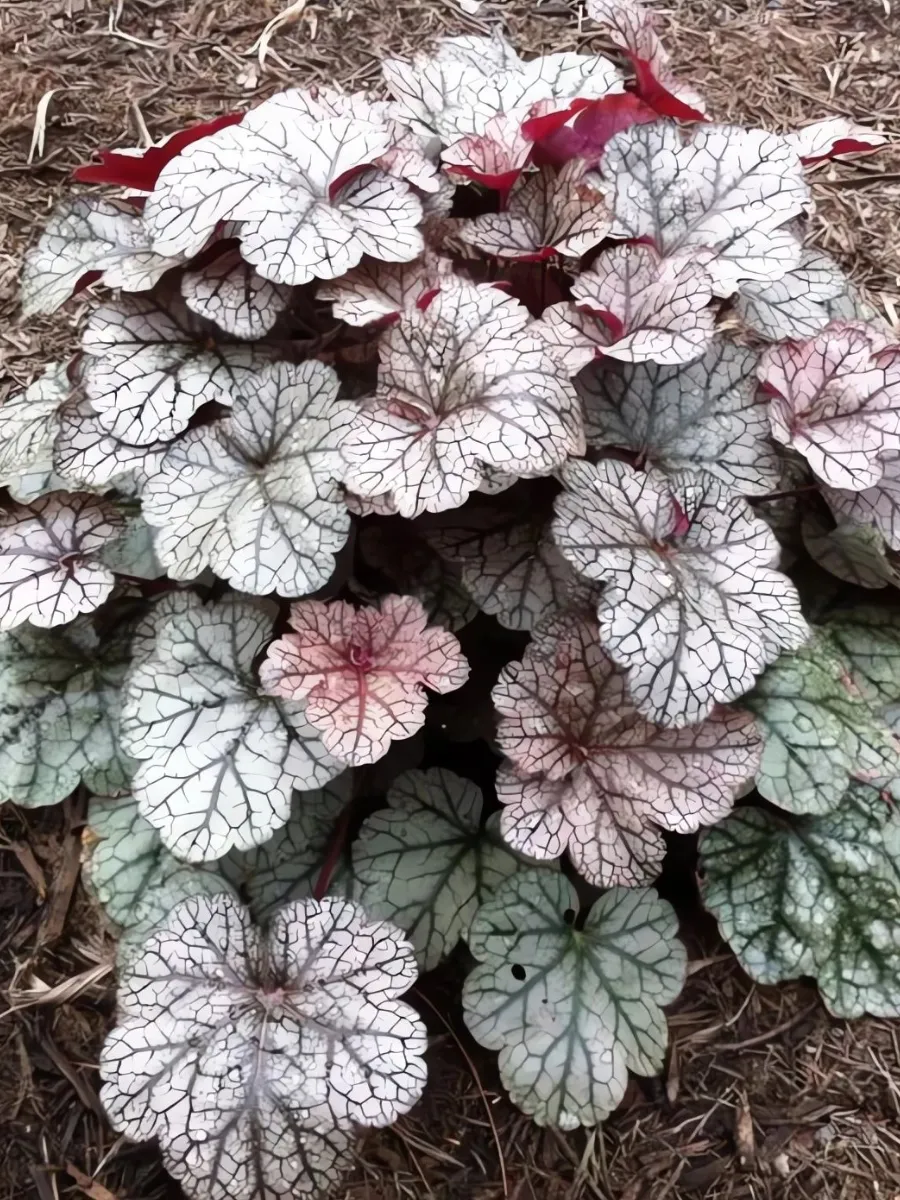Гейхера (Heuchera) «Silver Scrolls»