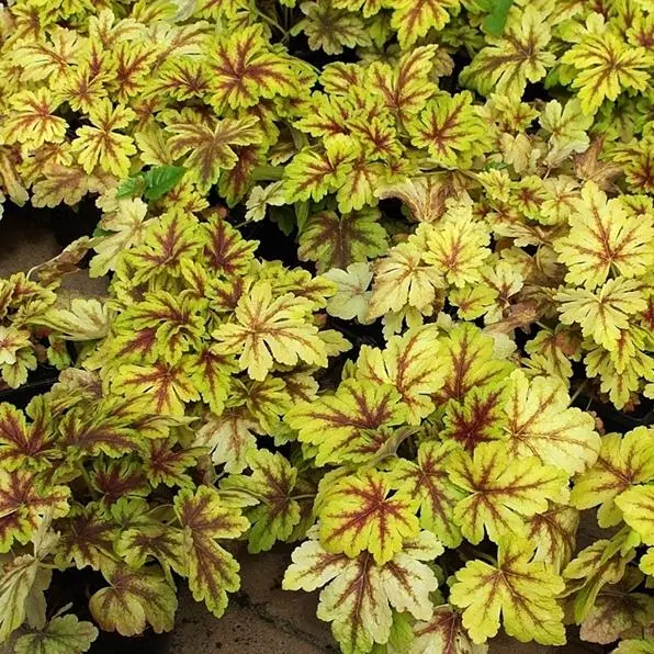 Гейхерелла (Heucherella) «Golden Zebra»