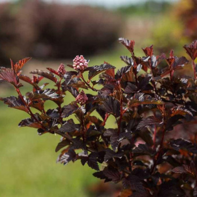 Пузыреплодник калинолистный (Physocarpus opulifolius)                «Little Ninja»