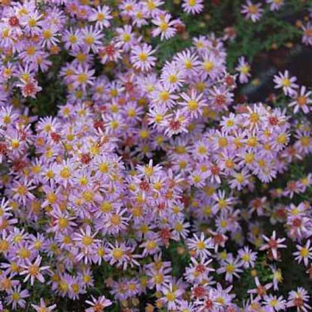 Астра вересковая «Pink Cloud»