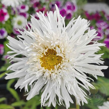 Нивяник великолепный (Leucanthemum superbum)               «Fiona Goghill»