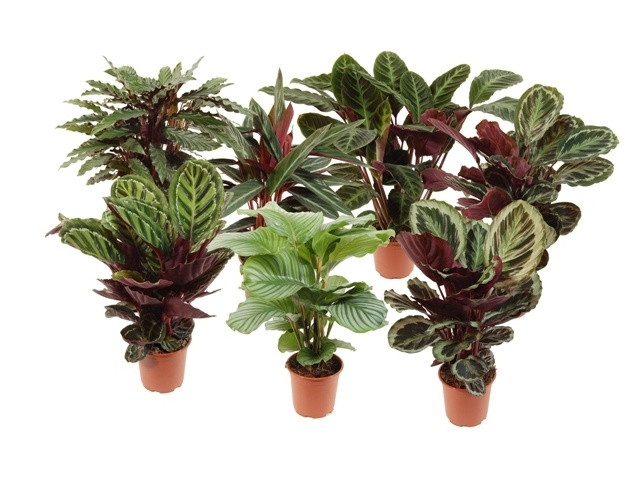 Калатеи в ассортименте