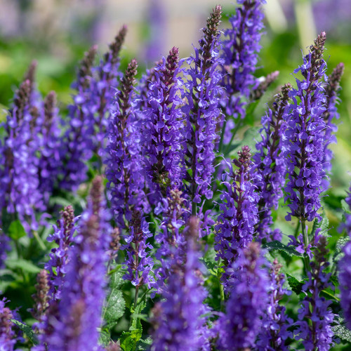 Сальвия дубравная (Шалфей) «Dark Matter»
