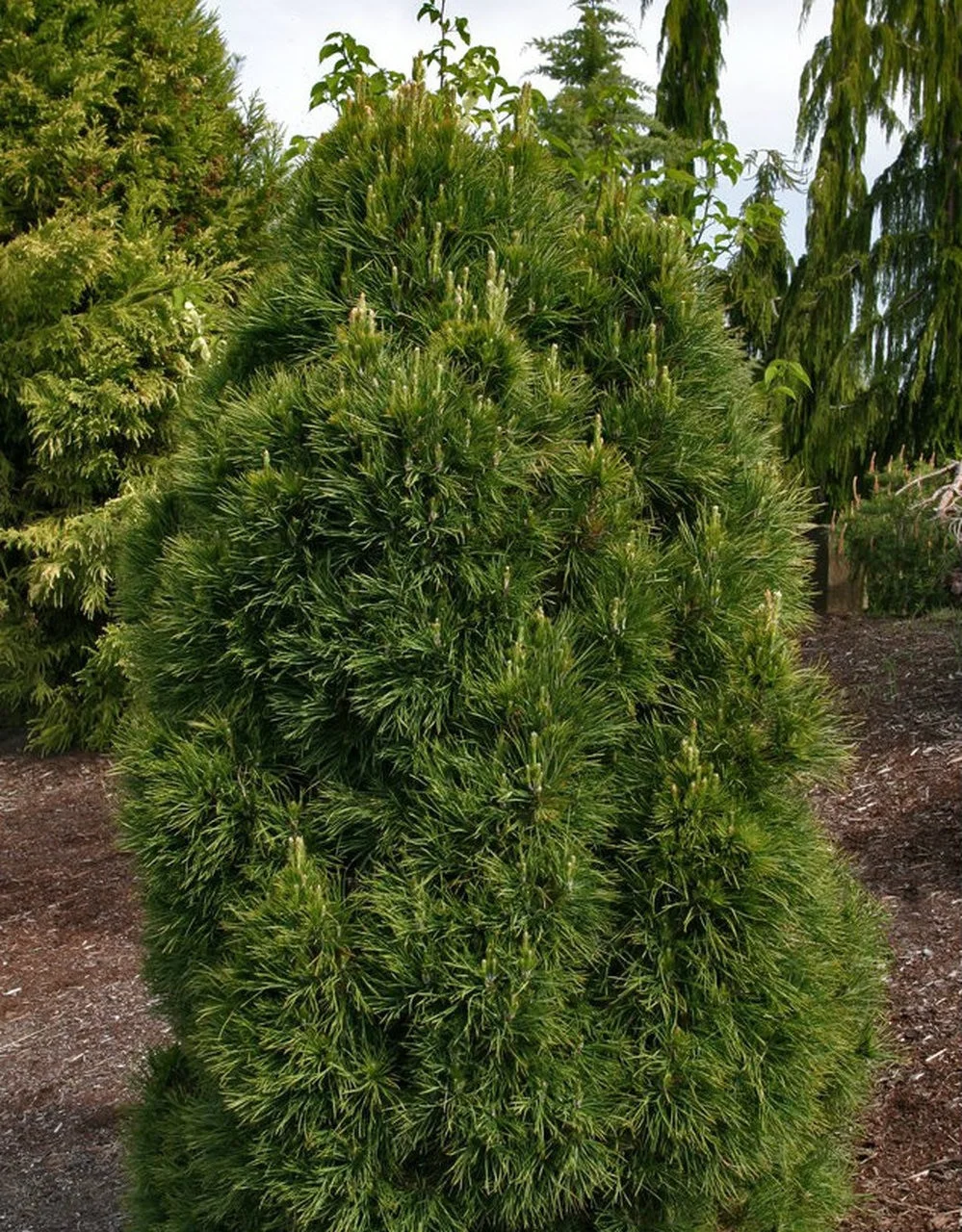 Сосна обыкновенная "Globosa Viridis"