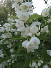 Чубушник (Philadelphus) "Воздушный десант"