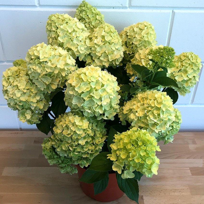 Гортензия метельчатая (Hydrangea paniculata) «Brightlight»
