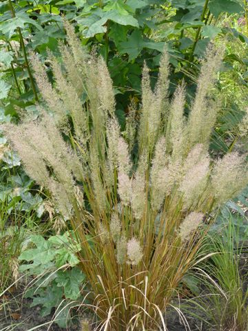 Вейник тростниковидный