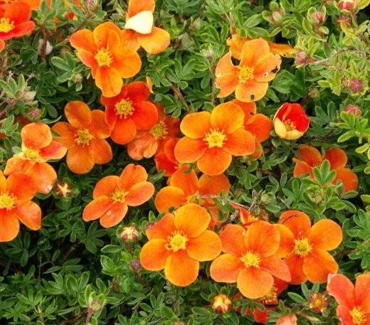 Лапчатка кустарниковая "Marmalede"