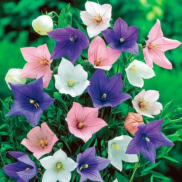 Платикодон крупноцветковый (Platycodon grandiflorus)