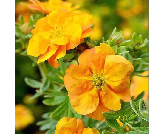 Лапчатка кустарниковая (Potentilla fruticosa) "Double Punch Tango"