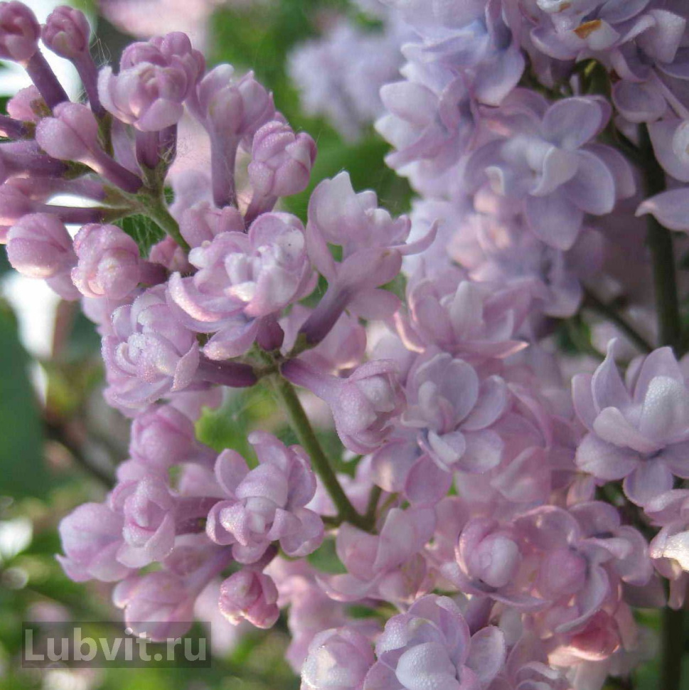 Сирень обыкновенная (Syringa vulgaris) “Монтень”