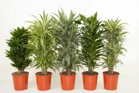 Драцены в ассортименте