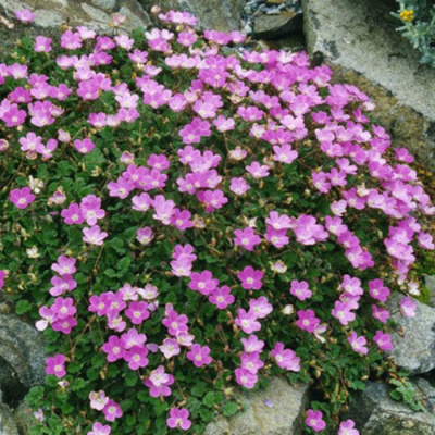 Аистник изменчивый «Bishop's Form»