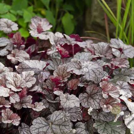 Гейхера (Heuchera) «Sugar Frosting»