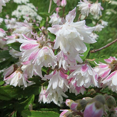 Дейция шершавая (Deutzia)'Codsall Pink'