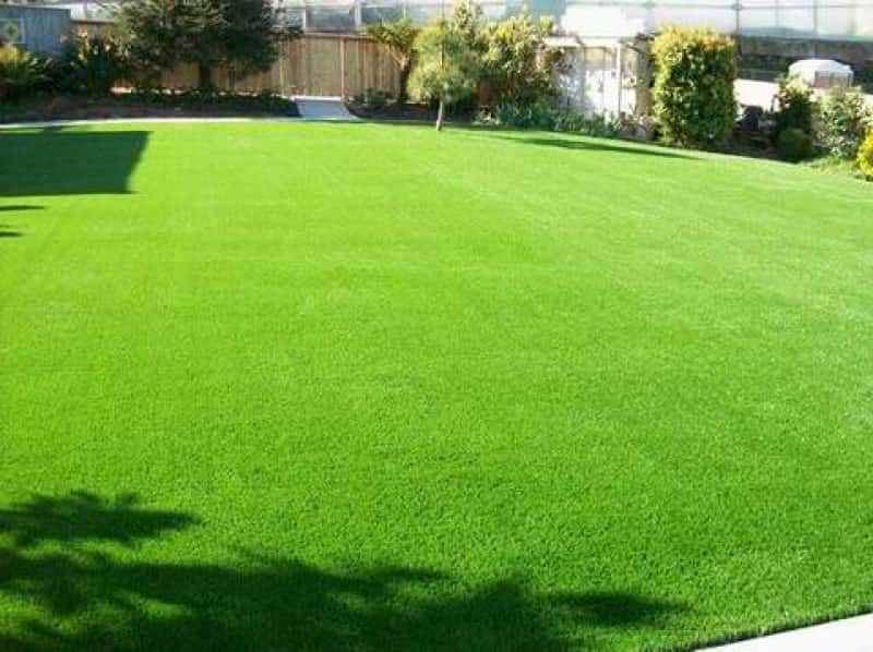 Семена газонных трав 