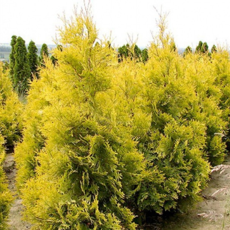 Туя западная (Thuja oссidentalis) 'Golden Brabant'