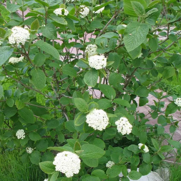 Калина гордовина (Viburnum lantana)